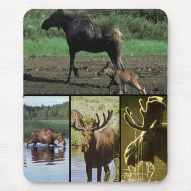Moose Musmatta (Framsidan)