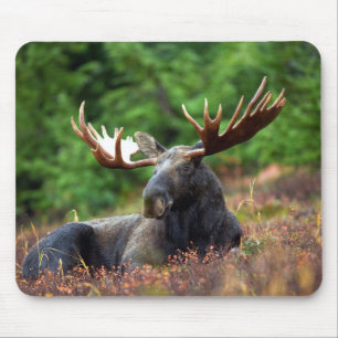 Moose Musmatta