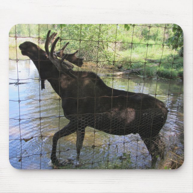 Moose Musmatta (Framsidan)