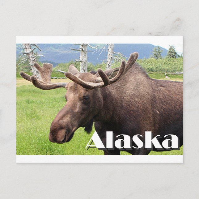 Moose nära Anchorage, Alaska, USA (bildtext) Vykort (Framsida)