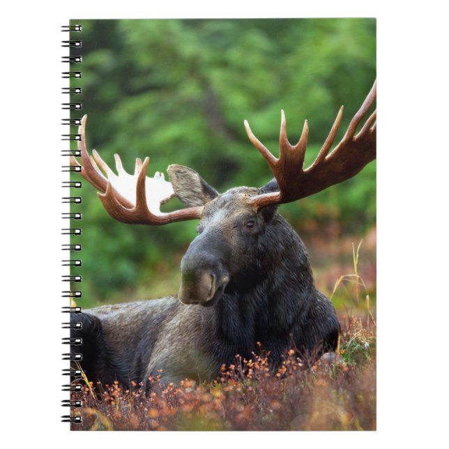 Moose Notebook Anteckningsbok (Framsidan)