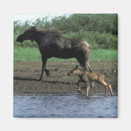 Moose och Calf Magnet