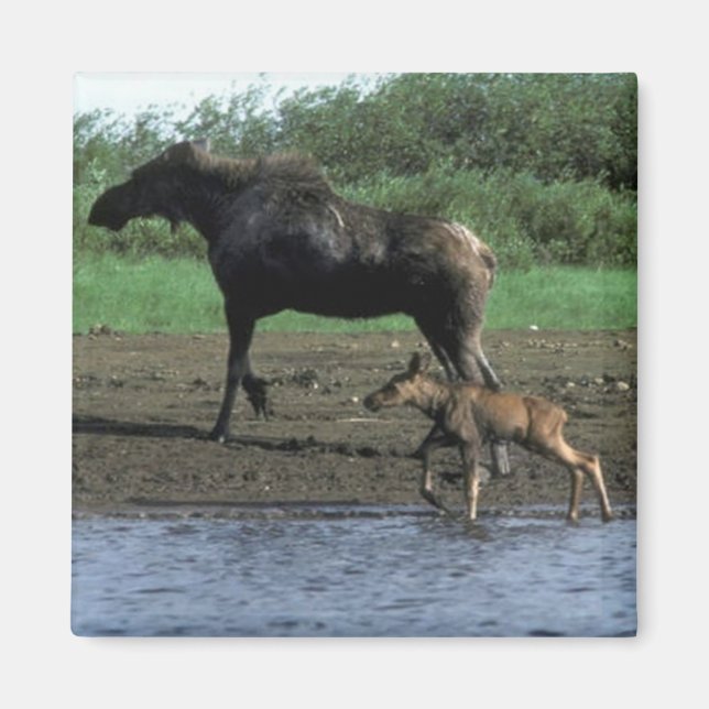 Moose och Calf Magnet (Framsidan)