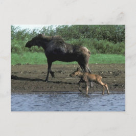 Moose och Calf Vykort