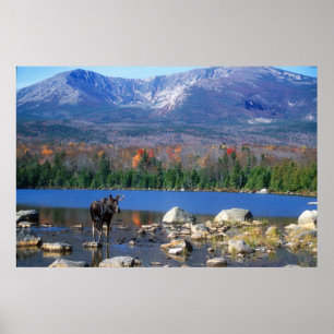 Moose och Mount Katahdin Poster