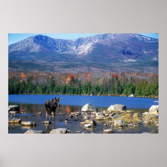 Moose och Mount Katahdin Poster (Framsidan)