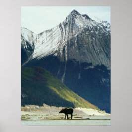 Moose om Medicine Sjö Poster