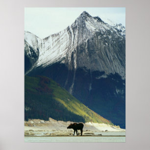 Moose om Medicine Sjö Poster