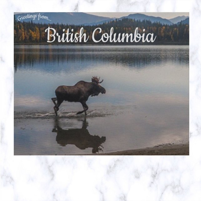 Moose on Unna Sjö British Columbia Canada Vykort (Skapare uppladdad)