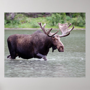 Moose på en Uppdrag Poster