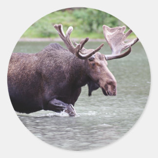 Moose på en Uppdrag Runt Klistermärke
