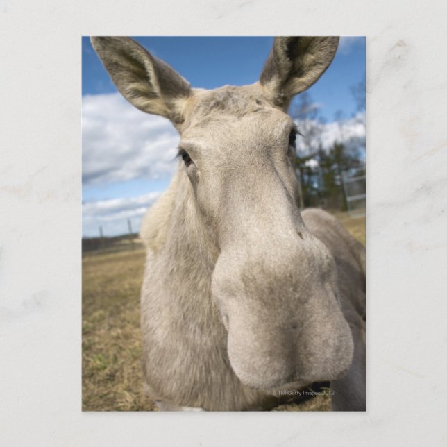 Moose på fält, Sverige. Vykort (Framsida)