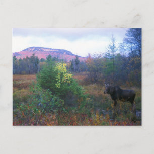 Moose på Kancamagus Highway Vykort