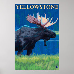 Moose på natten - nationalparken Yellowstone Poster