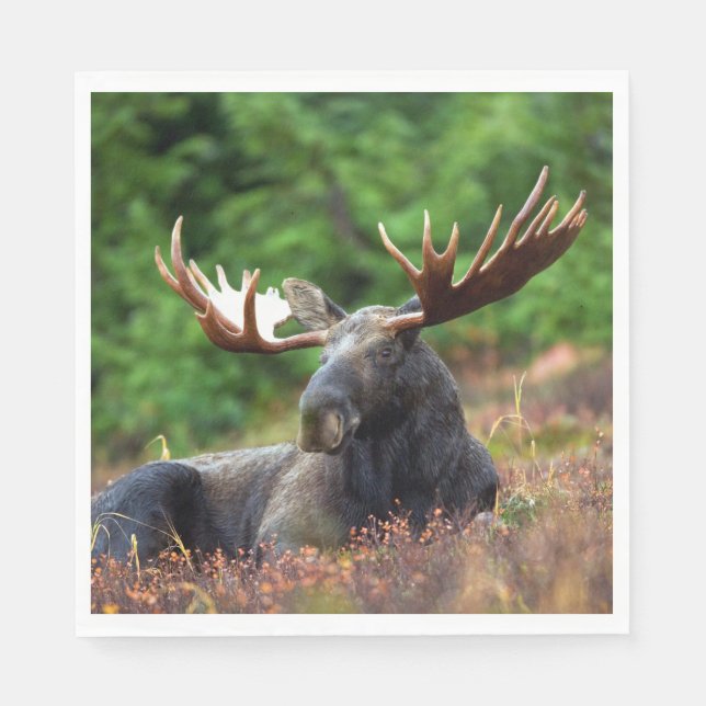 Moose Pappersservett (Framsidan)