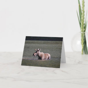 Moose Photo Blank Note Card Anteckningskort