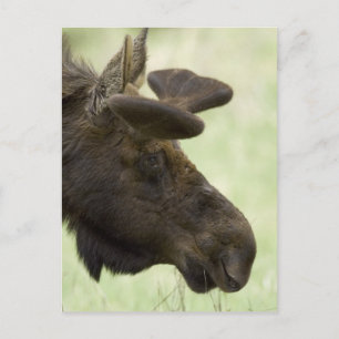 Moose Photo Postcard Vykort
