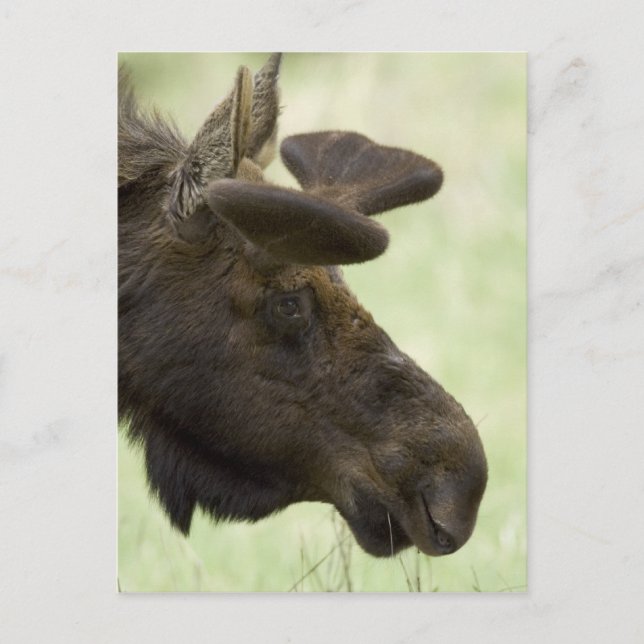 Moose Photo Postcard Vykort (Framsida)