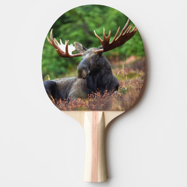 Moose Pingisracket (Framsidan)