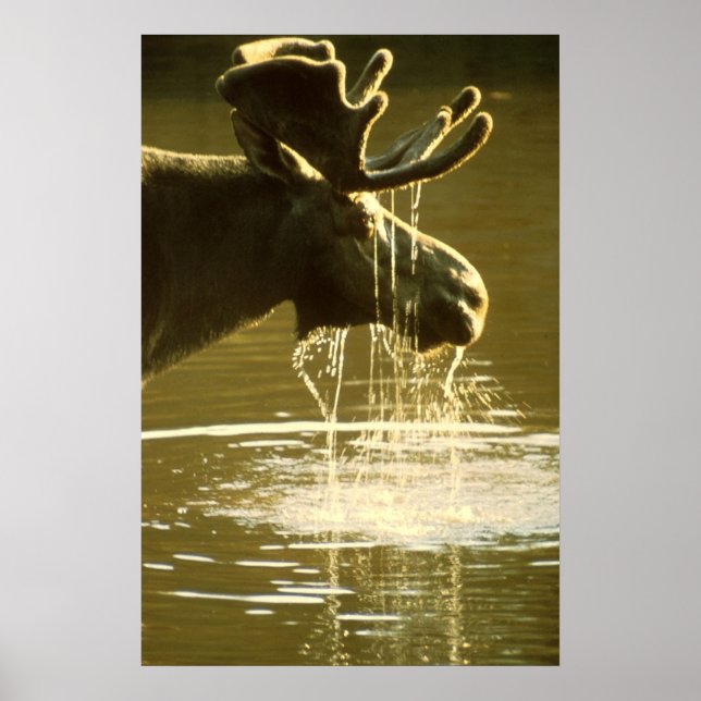 Moose Poster (Framsidan)