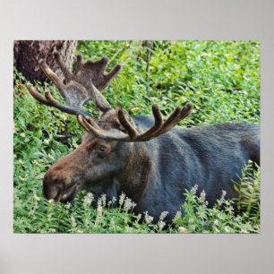 Moose Poster