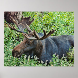 Moose Poster