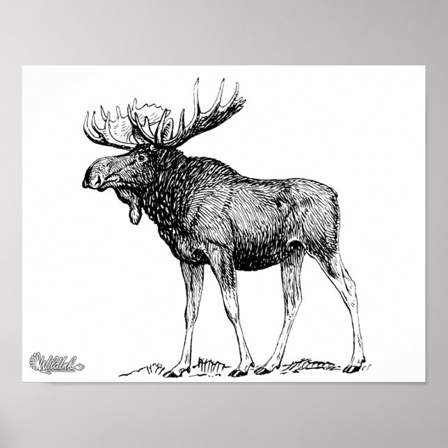 Moose Poster (Framsidan)