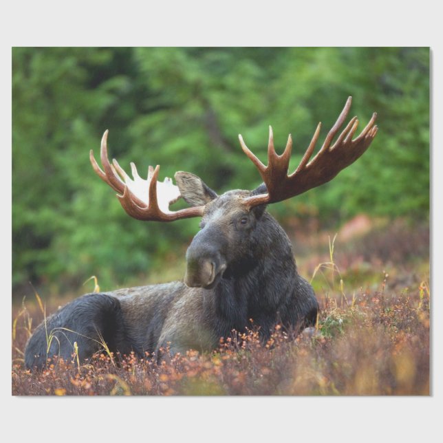 Moose Presentpapper (Platt)