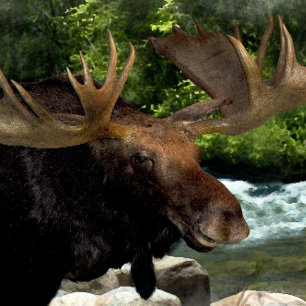 "MOOSE REFRESHING AT RIVERS KANT" CANVASTRYCK