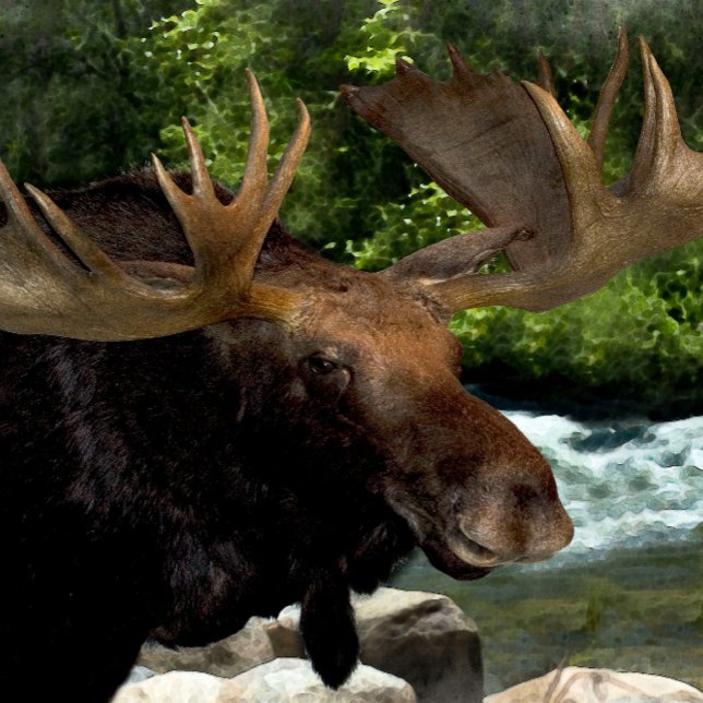 "MOOSE REFRESHING AT RIVERS KANT" CANVASTRYCK (Skapare uppladdad)
