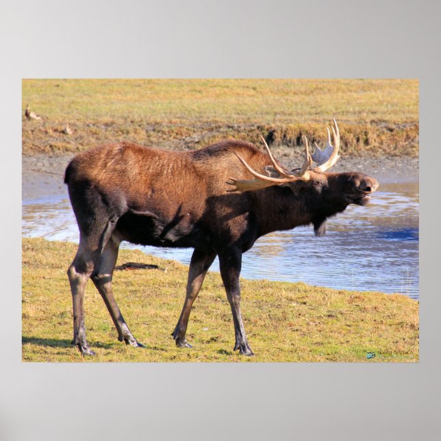 Moose säger "Cheese" Poster (Framsidan)