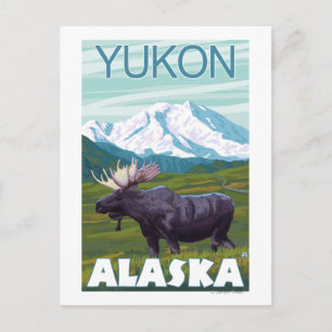 Moose Scene - Yukon, Alaska Vykort