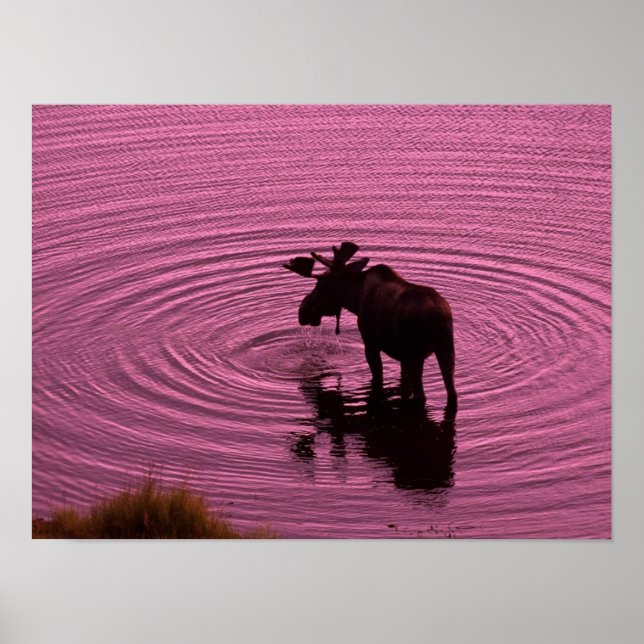Moose Silhouette Poster (Framsidan)