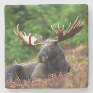 Moose Stenunderlägg