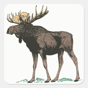 Moose Stickers Fyrkantigt Klistermärke