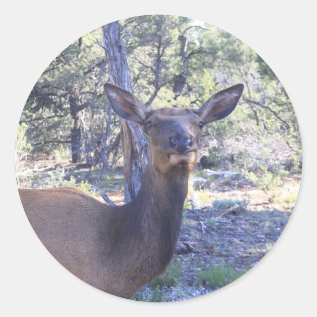 Moose Stickers Runt Klistermärke (Framsida)