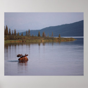 Moose Swimming i Sjö Poster