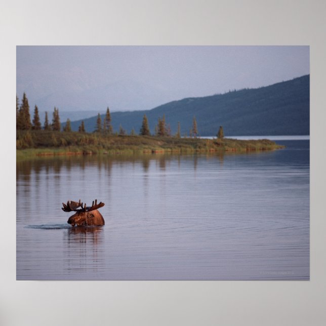 Moose Swimming i Sjö Poster (Framsidan)