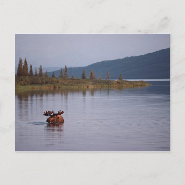 Moose Swimming i Sjö Vykort (Framsida)