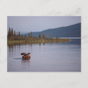 Moose Swimming i Sjö Vykort