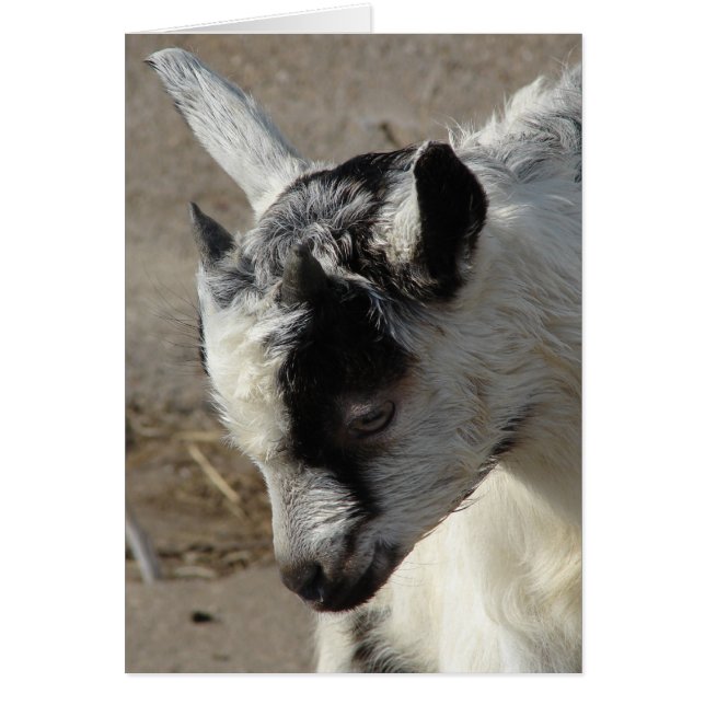 Moose the Goat Kid Hälsningskort (Framsidan)