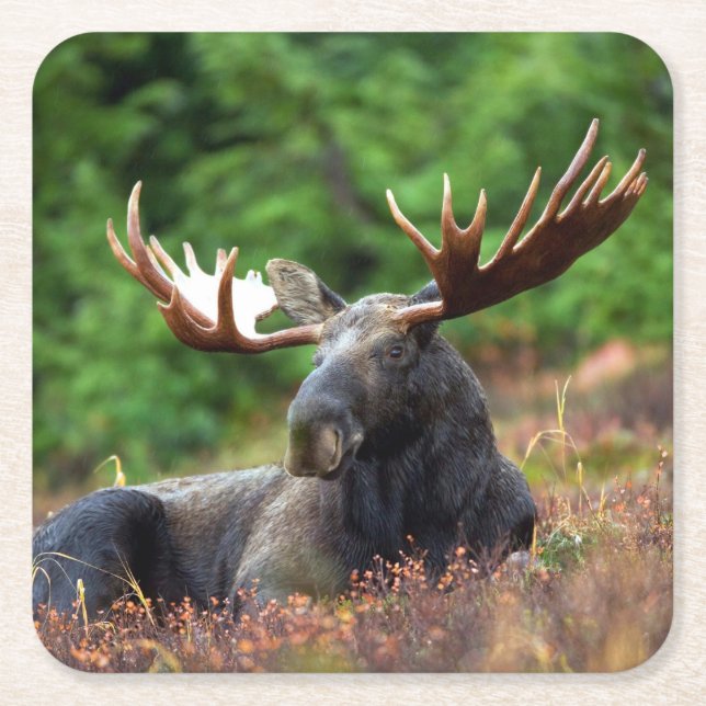 Moose Underlägg Papper Kvadrat (Framsidan)