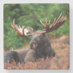 Moose Underlägg Sten