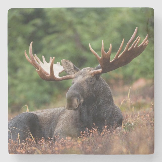 Moose Underlägg Sten (Framsidan)
