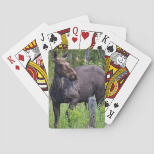 Moose-uppspelningskort Casinokort