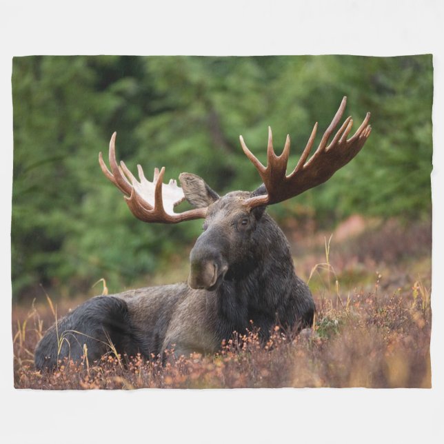 Moose, Vild Animal, Photo, Anpassningsbar Fleecefilt (Framsidan (Horisontell))