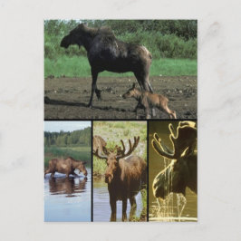 Moose Vykort