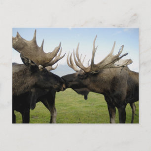Moose Vykort