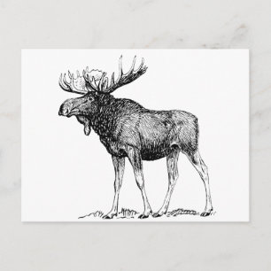 Moose Vykort