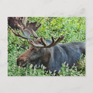 Moose Vykort
